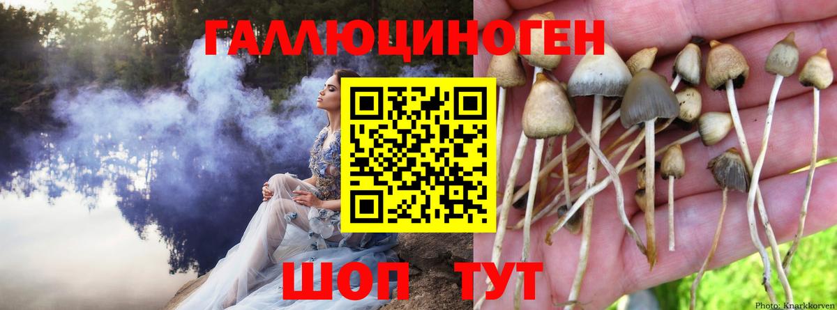 Псилоцибиновые грибы Cubensis Калуга